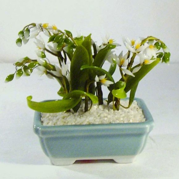cinnamon plant images Cinnamon Spice Plant For Sale – Logee's Plants main image 1